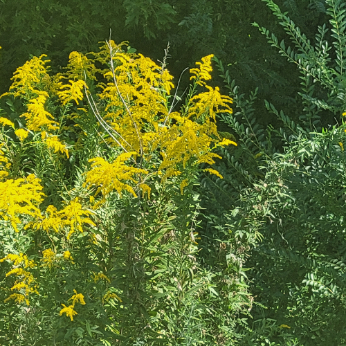 Herbal Lesson for Kids: Goldenrod