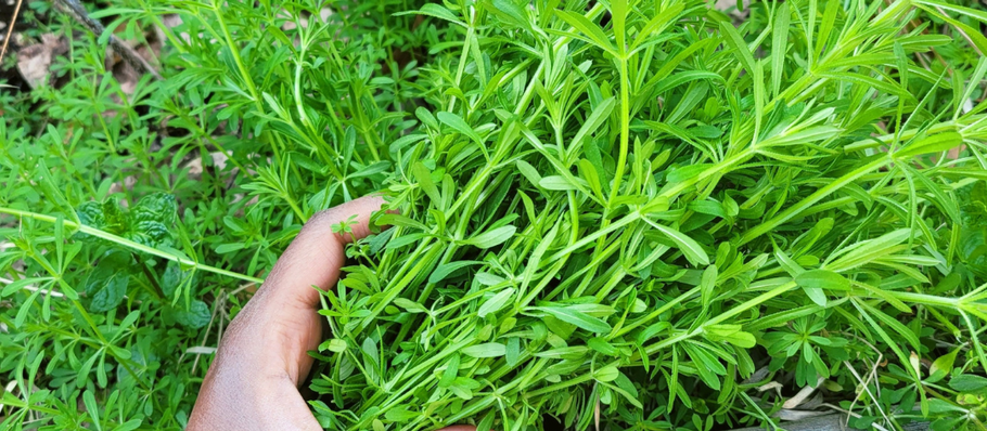 Herbalism of Our Ancestors: Listening to Plants and Intuition