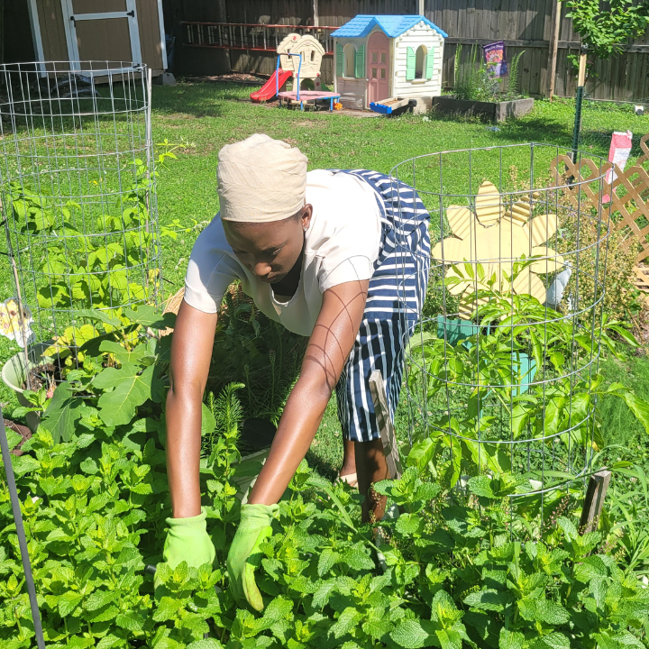 Herbalism in Small Spaces: Thriving Without a Garden