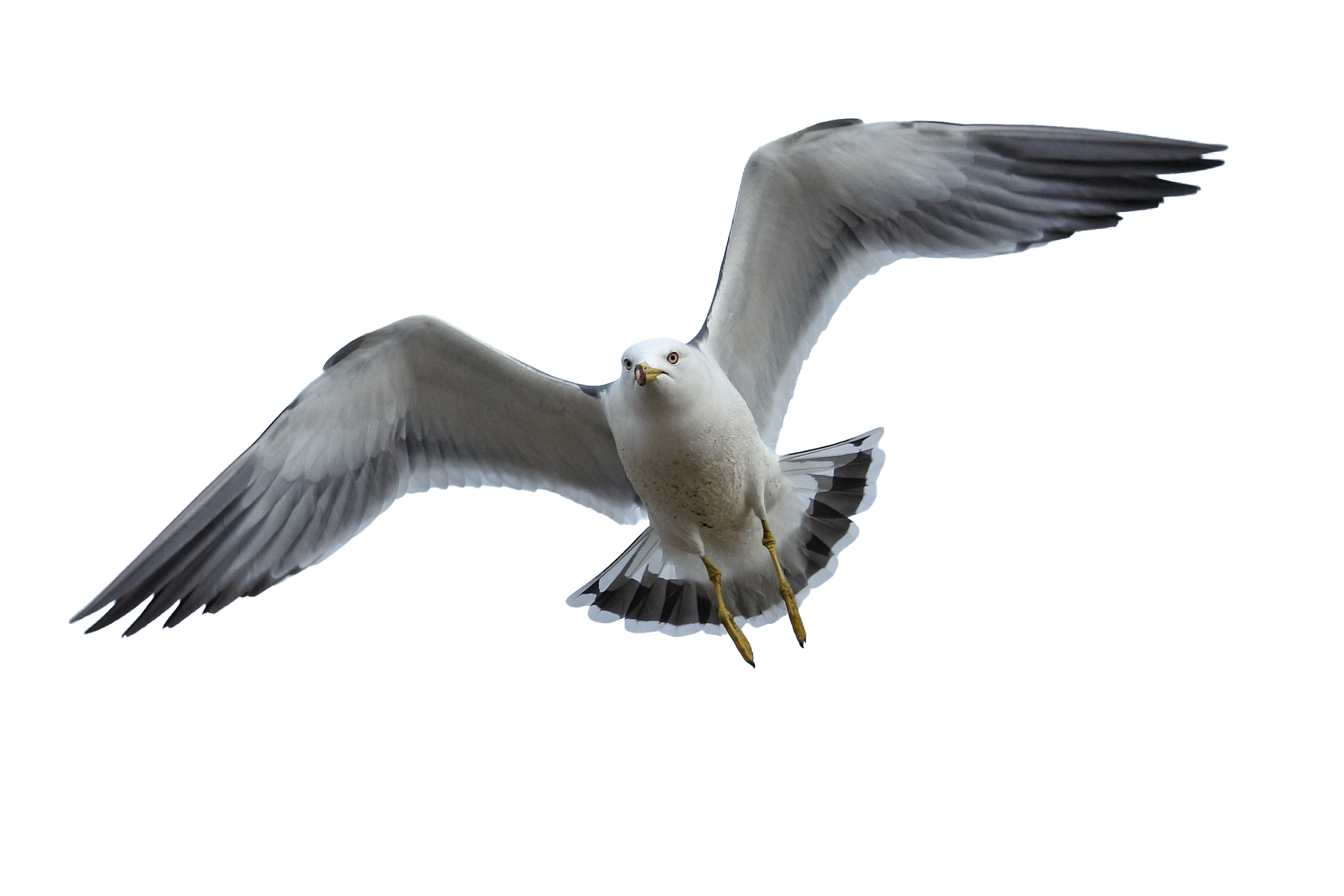 seagull-flying.png