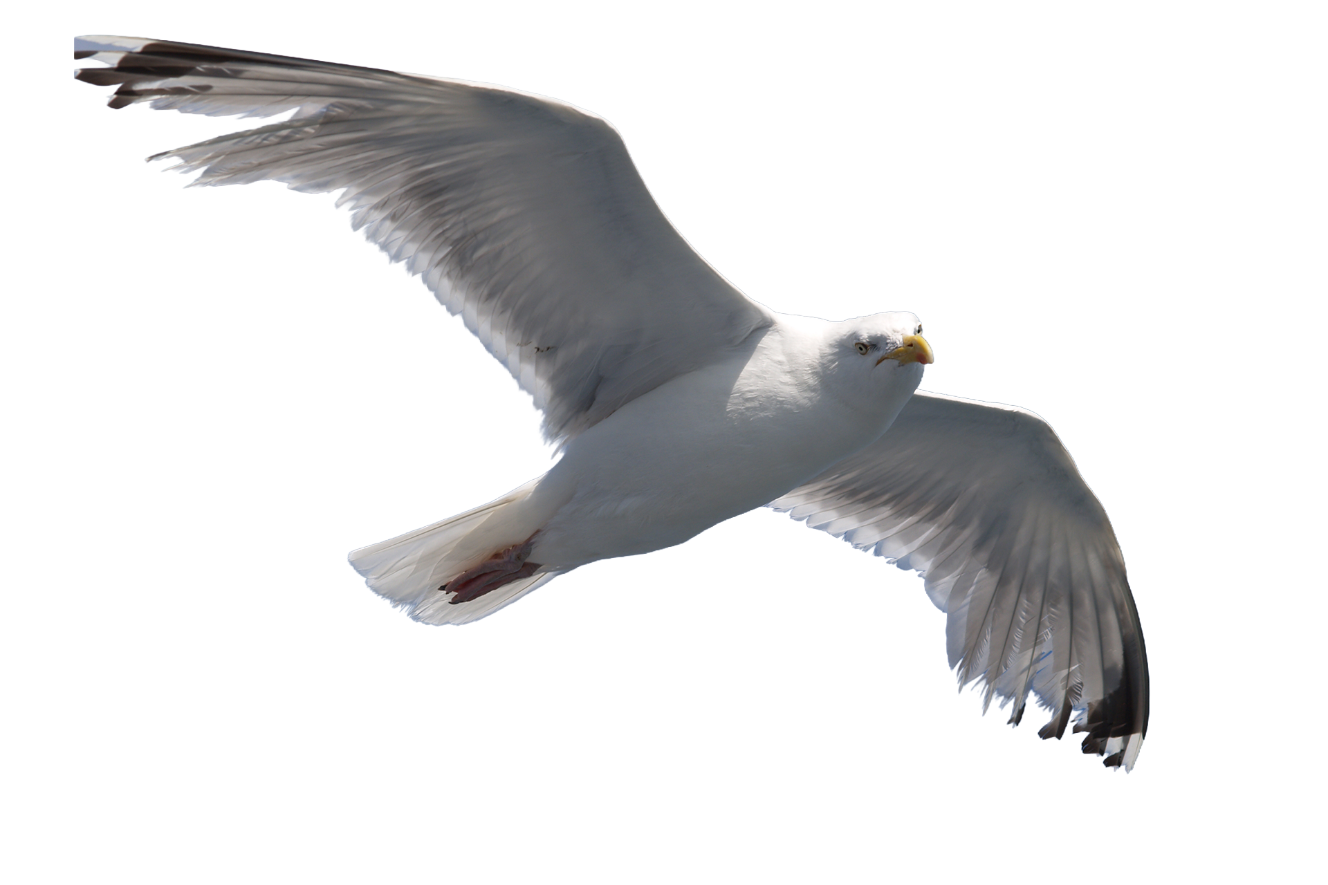 seagull-flyingj.png