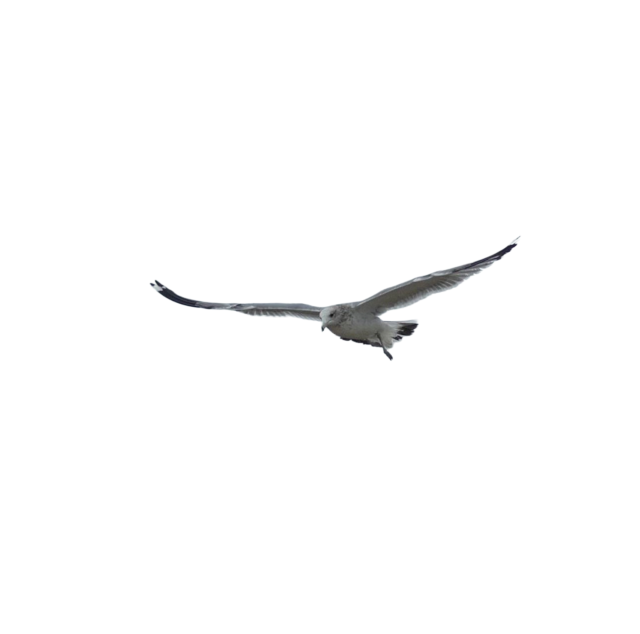 seagull cursor.png