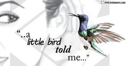Little Bird