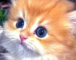 IMG-0449_edited_edited.jpg