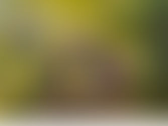 A Hobbit Wedding: Peregrin and Diamond at Long Cleeve