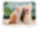 Personalized Pet Cushion/Pillow