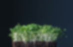 orig-00a7e8b63166483ea2119f10eb36afba-1.jpg