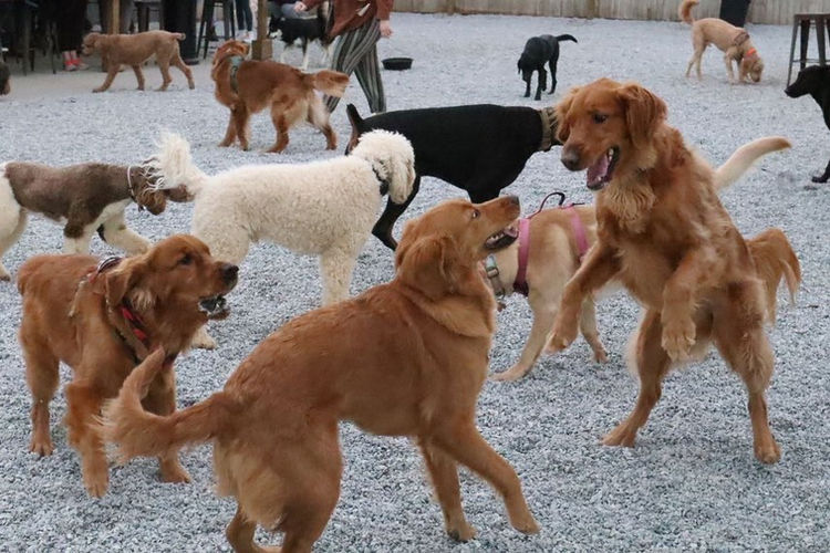 goldens-meetup.jpg
