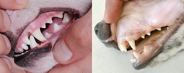 pale_gums_edited.png