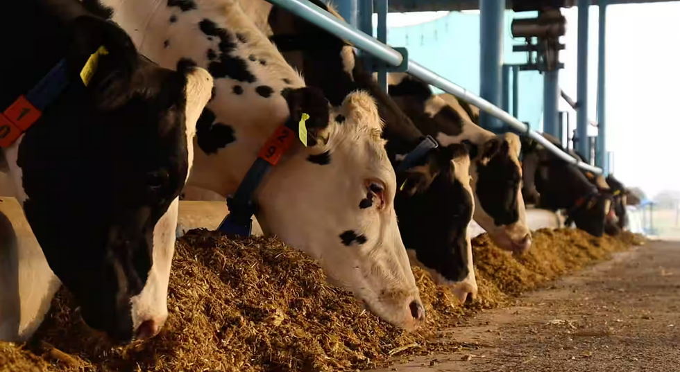 country delight farmhouse cows