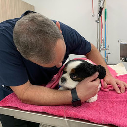 Attadale Veterinary Hospital - Your Local Perth Vet Clinic