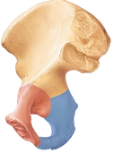 kisspng-iliac-crest-anterior-superior-il