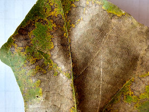 Teca - Ferrugem (Olivea neotectonae)