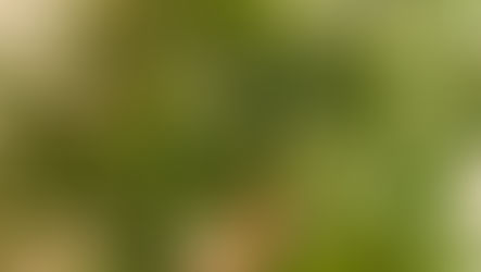 Australien erlaubt den Anbau von Cannabis zu medizinischen und Forschungszwecken