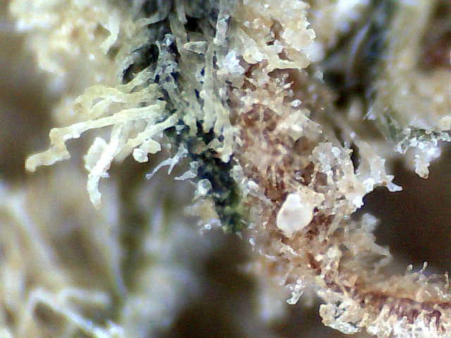Mit Brix verunreinigtes Marihuana