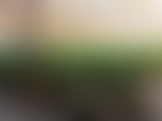 Erste legale Cannabisernte in Uruguay