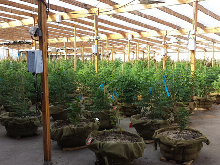 Erste legale Cannabisernte in Uruguay