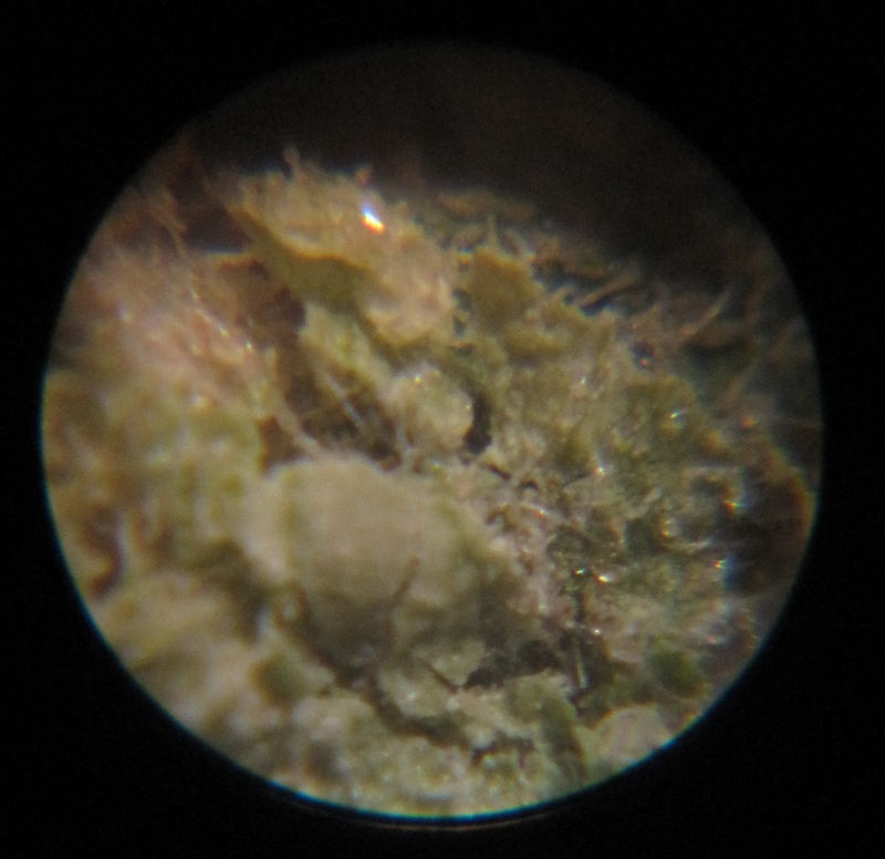 Marihuana aus Frankfurt mit PK13/14