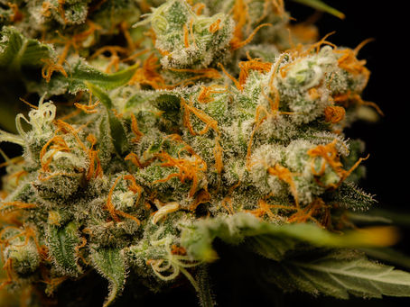Drogen- und Suchtbericht 2019: Cannabis wird bei Erwachsenen immer beliebter