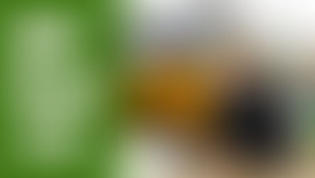 Wirtschaft ist für Legalisierung | mehr Drogentote | DHV News #33