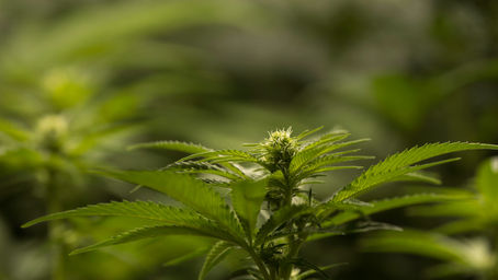 Sucht in Deutschland – das sagen die offiziellen Zahlen