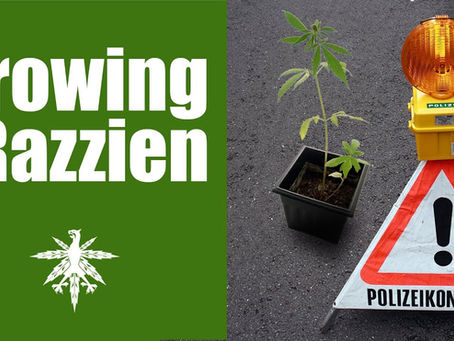 Growing in Kirchlinteln und Alaska | Razzien in Hamburg | DHV-Video-News #90