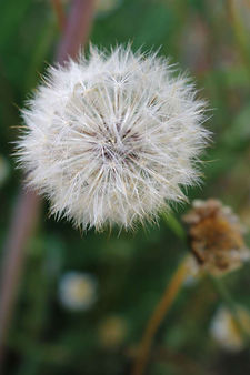 Dandelion