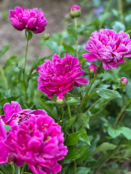 bright pink peony flowers blooming