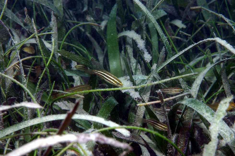 Juvenile fishes (1).jpg