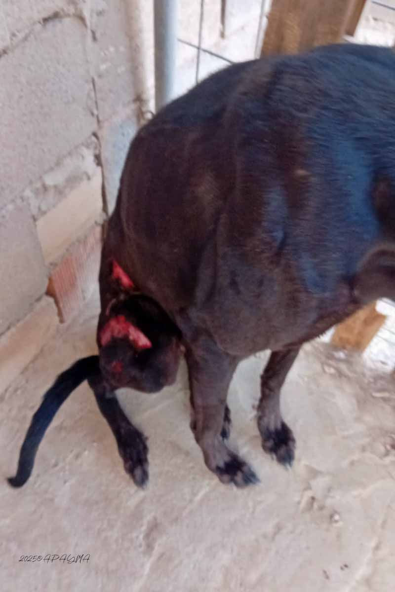 Marshalls Verletzung