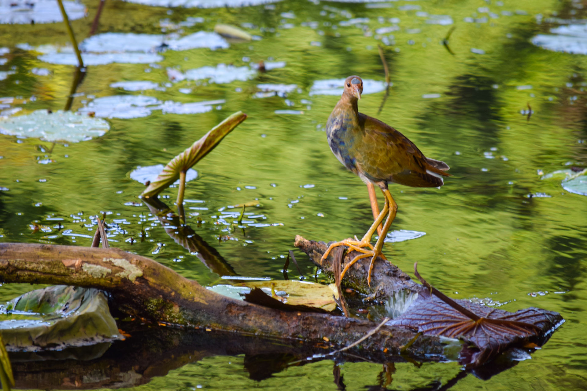 DSC_1118