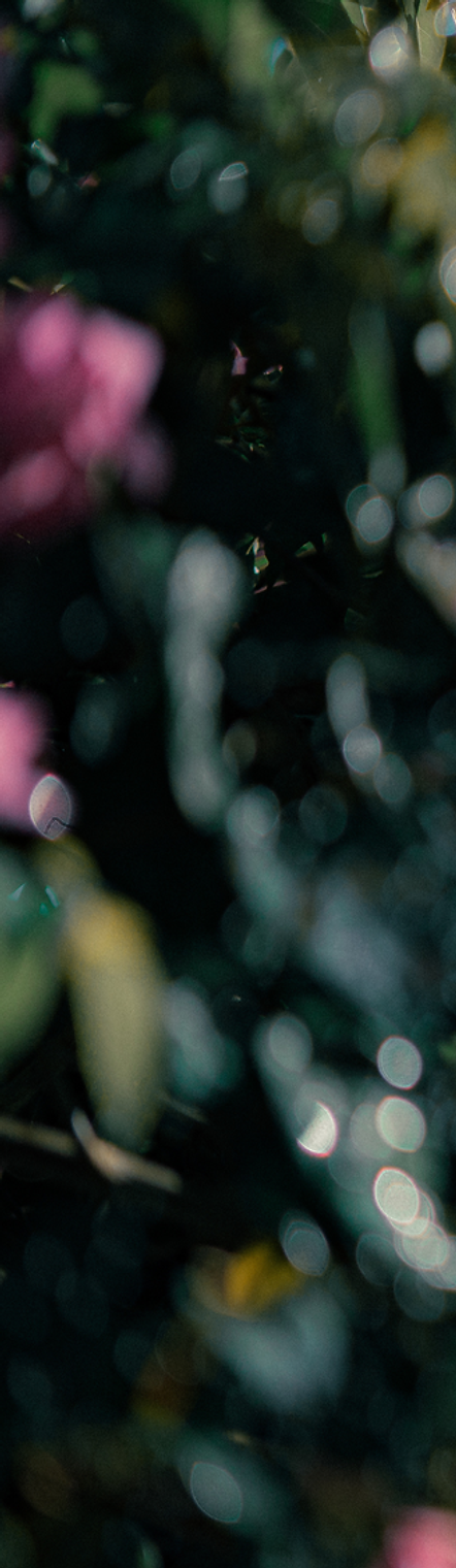 Bloom Background.png