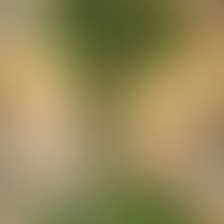 清明思念：榆果在生命園區築起的一抹綠意與溫暖