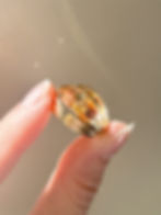Thumbnail: Edwardian Diamond and Sapphire Double Headed Snake Ring
