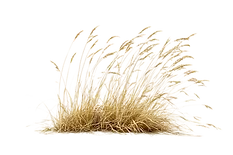 golden-grass-bunch-on-snow-on-transparent-background-png.webp