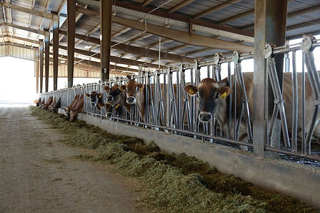 Dairy 4 .jpg