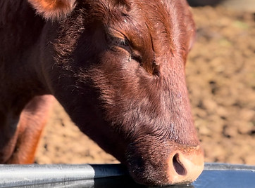 Photo for bubble.jpg