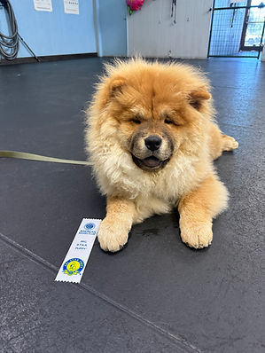 AKC Star Pup.jpeg