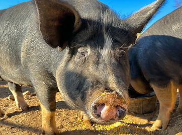 Photo for the Berks.HEIC