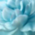 blue flower petals undfolding.
