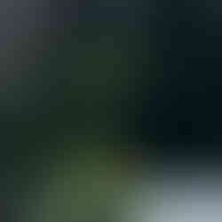 tropical garden design