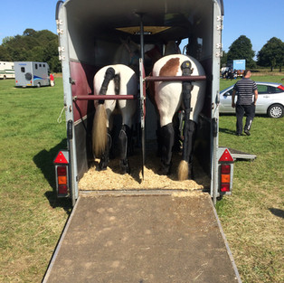 Ifor Williams Trailer with horses, heading to show. 