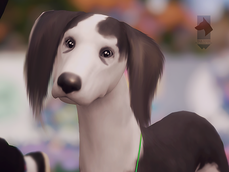 2019 June Confo - Sophie 2.png