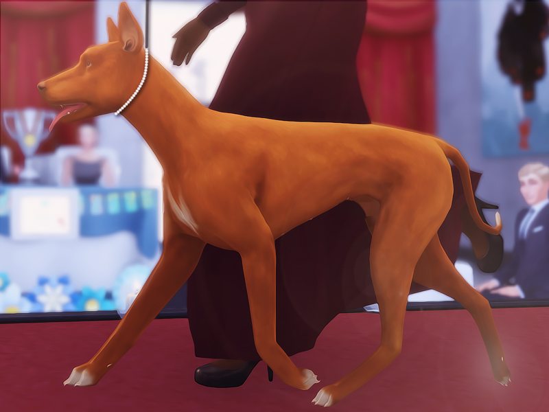 Ch MRK Morning Wish CGC - Hound Group -