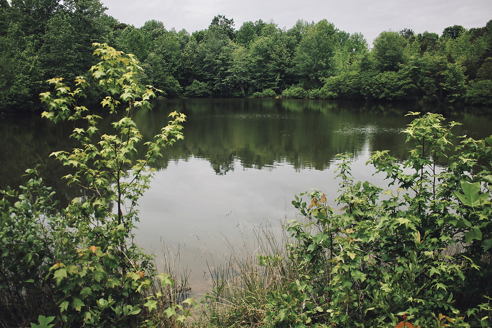 Large pond encircle by green trees