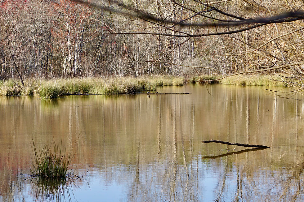 View of a wetland pond in early spring from a wide view angle. The forest of trees encircling the pond are bare but tiny red buds can be seen on the tips of branches.