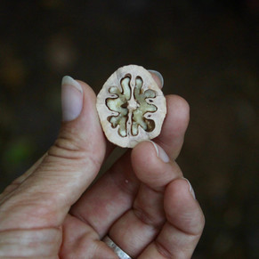 Closeup of a white female hand holding a hickory nut that has been cut in half so that you can see the intricate design of the nut on the inside.