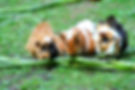 guinea-pigs_x2.jpg