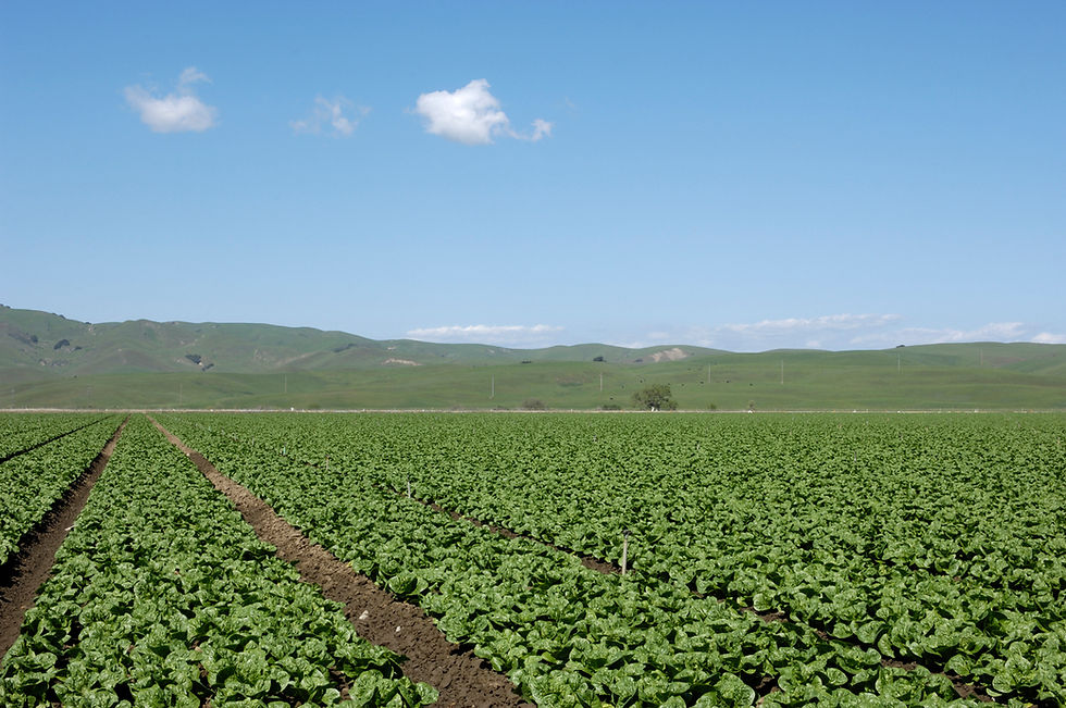 The Romaine Fix: Let’s Go Beyond the Label