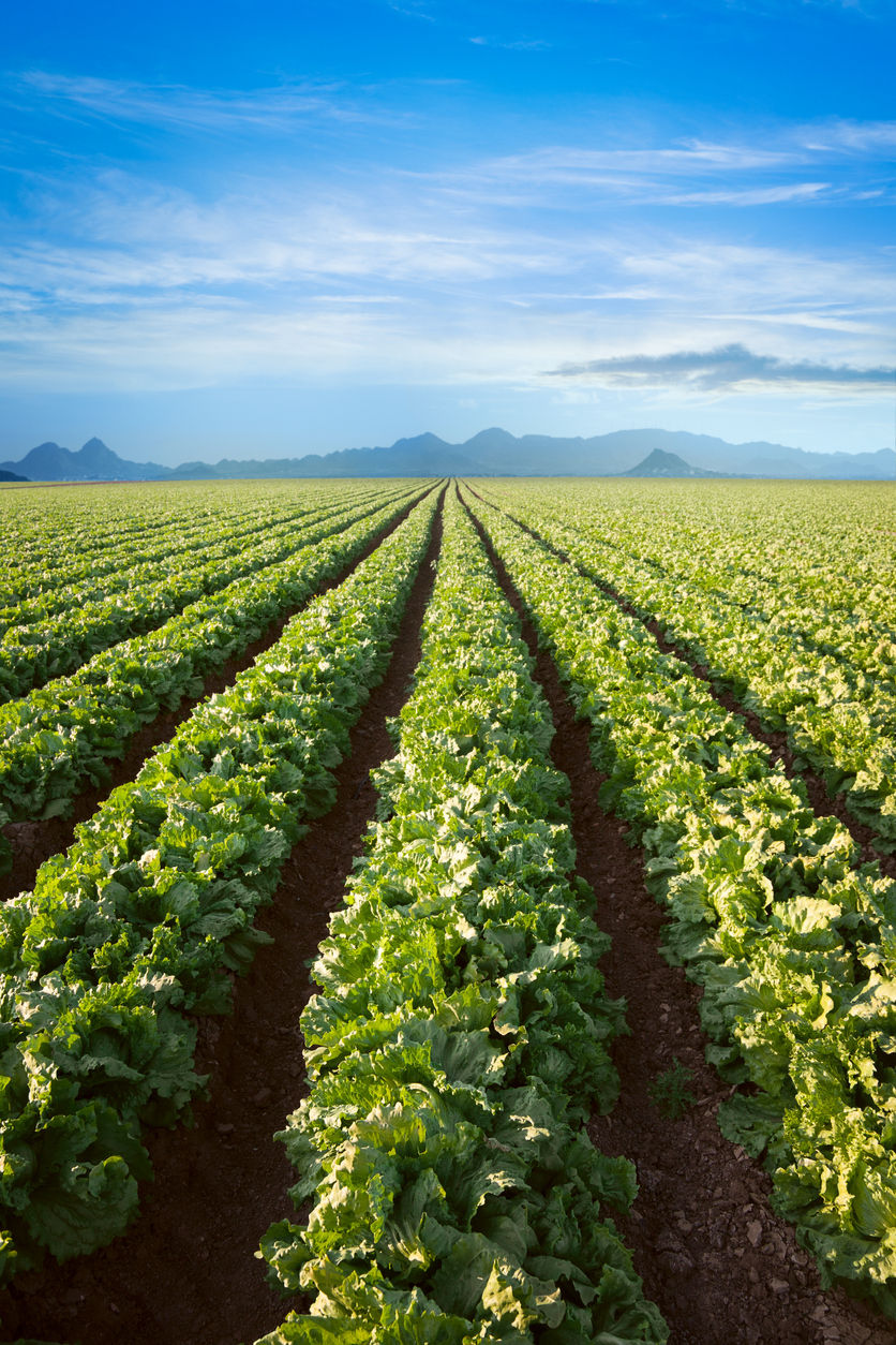 Leafy green romaine traceability